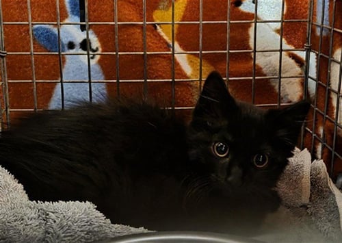GAVILON - Domestic Short Hair available for adoption