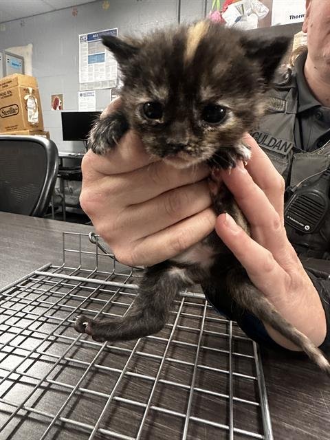 MYRTLE - Domestic Short Hair available for adoption