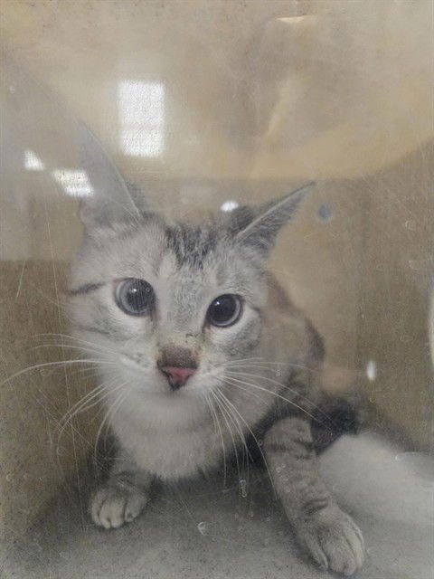 BRENDA - Domestic Short Hair available for adoption