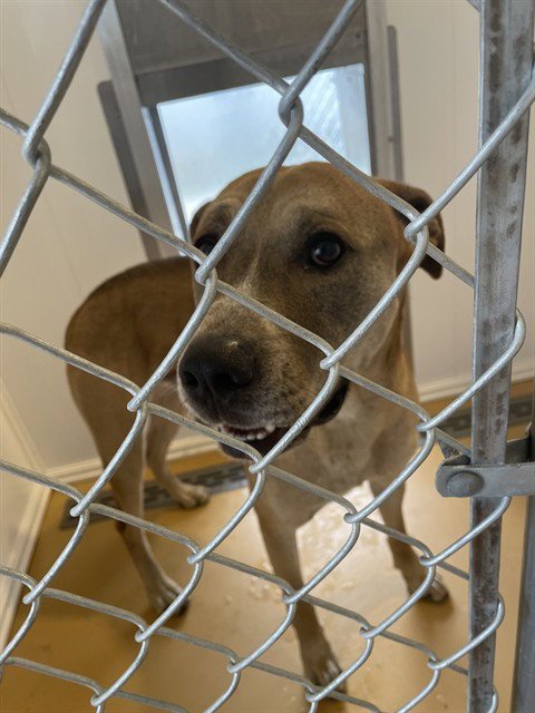 CHUBS - Pit Bull Terrier / Siberian Husky available for adoption