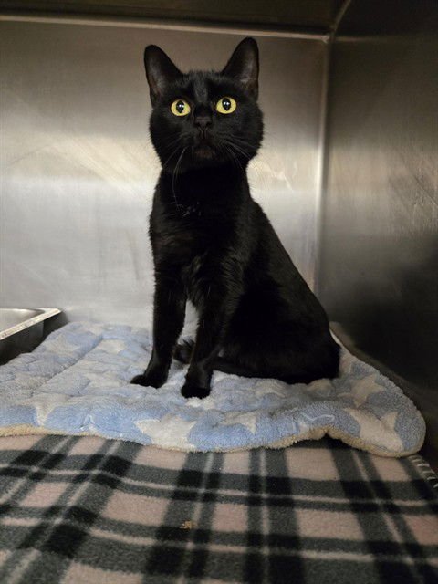 MALEFICENT - Domestic Short Hair available for adoption