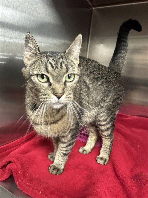 BOO - Domestic Short Hair for adoption in Casper