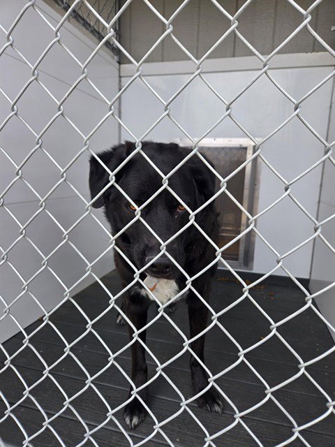 CHESTER - Labrador Retriever available for adoption