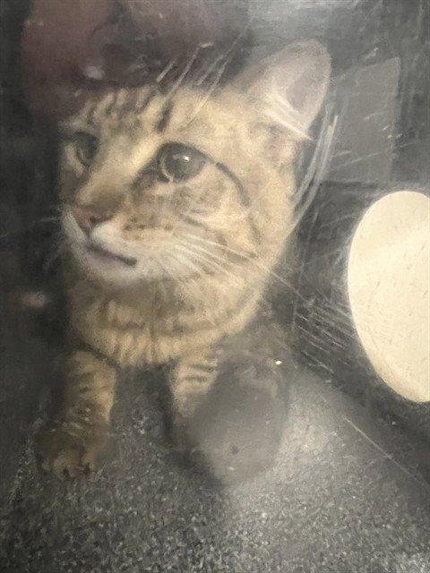 TIMMY - Domestic Short Hair for adoption in Casper