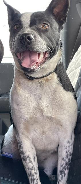 MOON - Queensland Heeler available for adoption