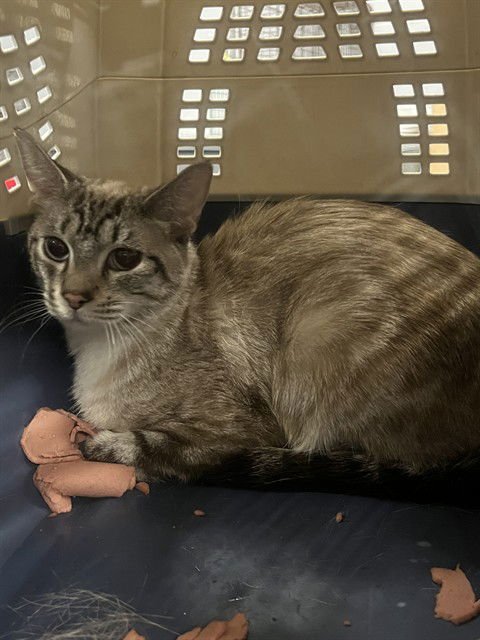 FAYE - Siamese available for adoption