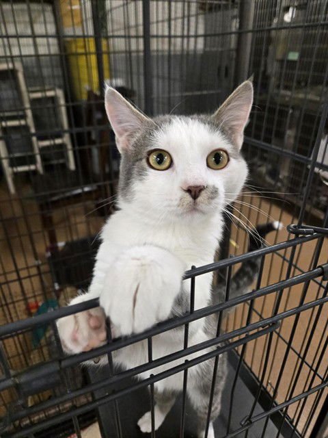 ALVIN - Domestic Short Hair available for adoption