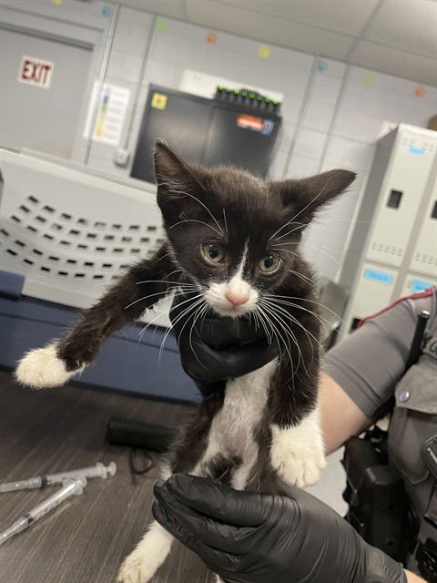 NUTMEG - Domestic Short Hair available for adoption