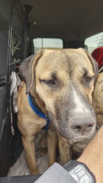 LAYLANI - Pit Bull Terrier / Labrador Retriever available for adoption