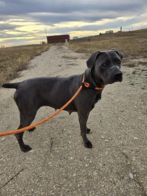 BRANDY - Pit Bull Terrier available for adoption