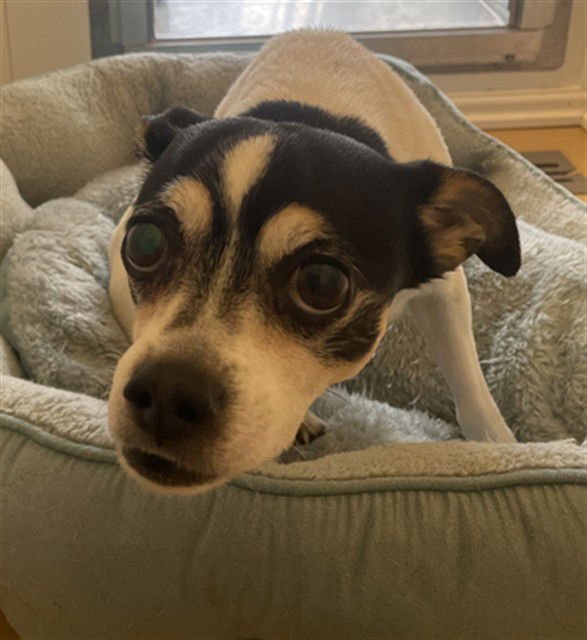 STEVE - Jack Russell Terrier (Parson Russell Terrier) available for adoption