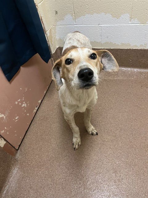 MAVERIK - Plott Hound available for adoption