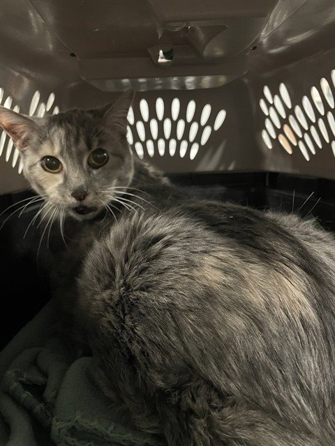 MAGGIE - Domestic Short Hair available for adoption