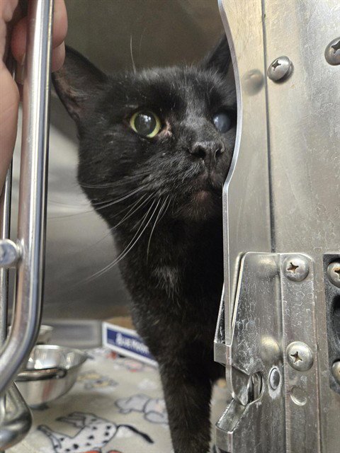 ONYX - Domestic Short Hair available for adoption
