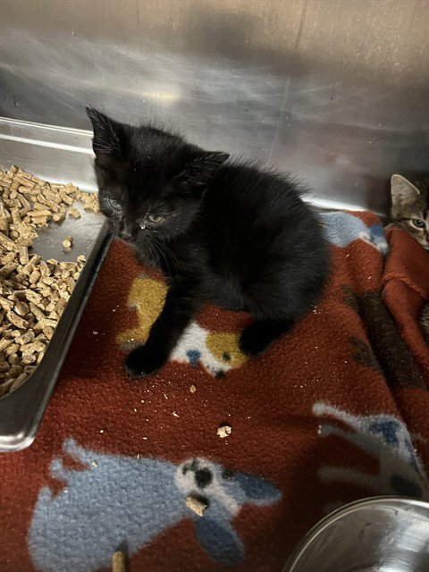 ORBIT - Domestic Short Hair for adoption in Casper