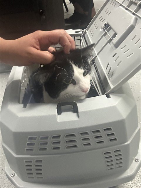FARKLE - Domestic Medium Hair for adoption in Casper