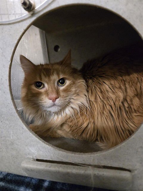 PETE - Domestic Long Hair available for adoption