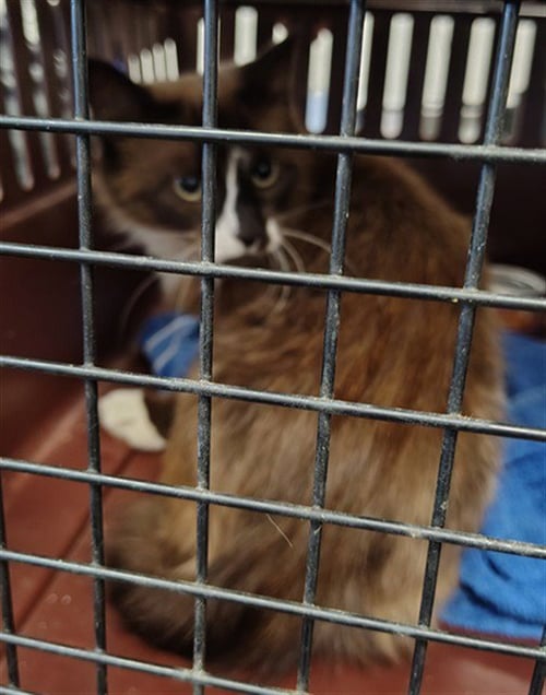 CLEO - Siamese available for adoption
