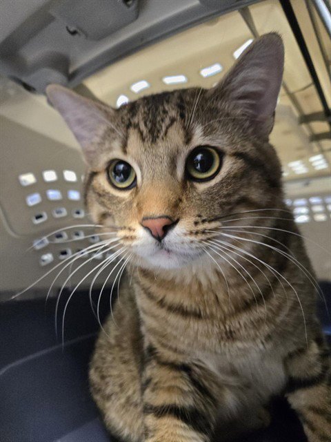 DOUGLAS - Domestic Short Hair available for adoption