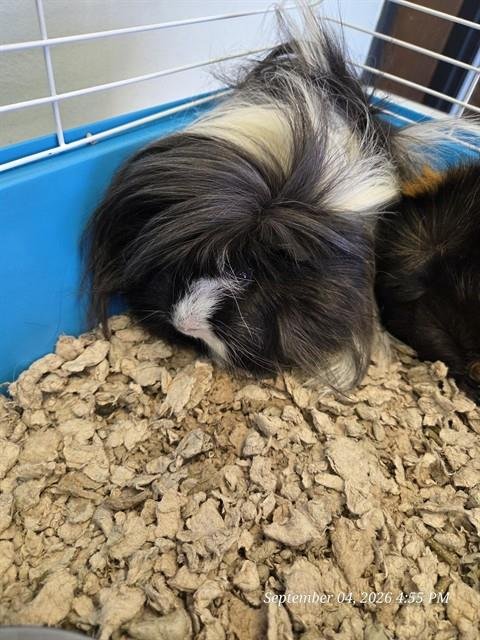 SANCHO - Guinea Pig available for adoption