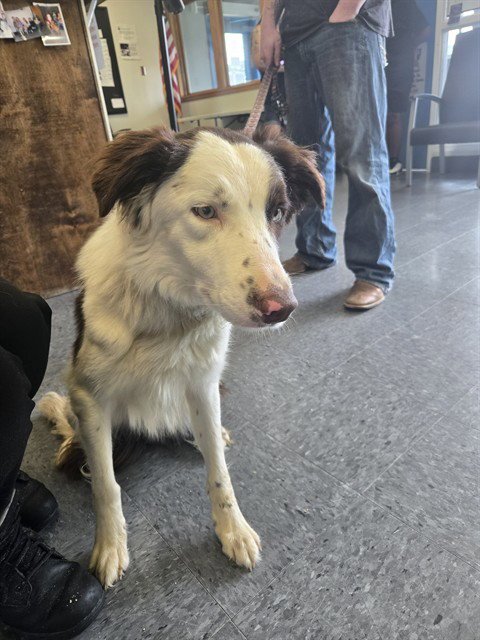 MR GIBBS - Border Collie for adoption in Casper