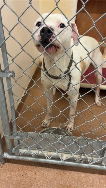 CANYON - Pit Bull Terrier for adoption in Casper