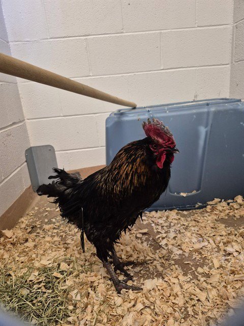 A120899 - Bantam available for adoption