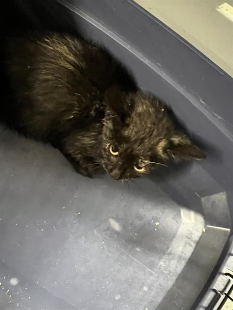 HAVOC - Domestic Short Hair available for adoption
