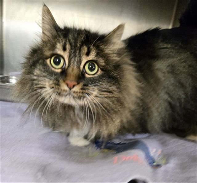 EMMY - Domestic Long Hair available for adoption