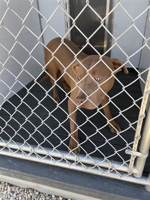 EZRA - Pit Bull Terrier available for adoption