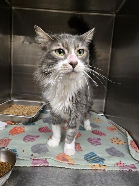 SMOKEY - Domestic Long Hair available for adoption