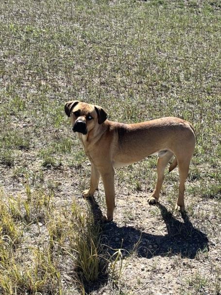 DARWIN - Pit Bull Terrier / Siberian Husky available for adoption