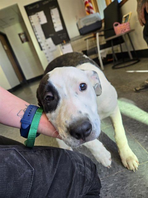 LILY - Pit Bull Terrier available for adoption