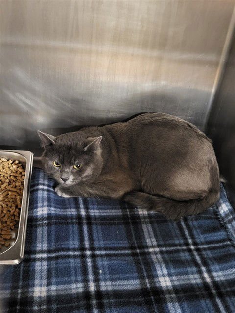 BUDDY - Domestic Short Hair available for adoption