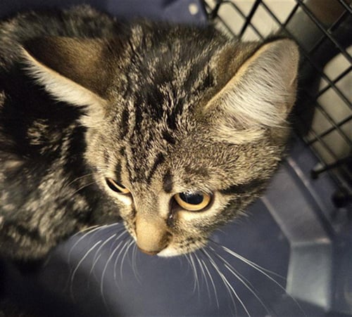 LUCKY - Domestic Short Hair available for adoption