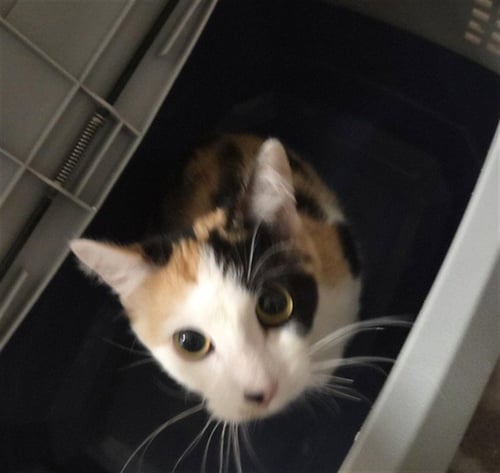 SADIE - Domestic Short Hair available for adoption