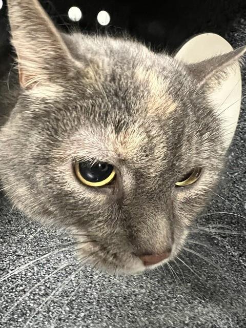 NALA - Domestic Short Hair for adoption in Casper