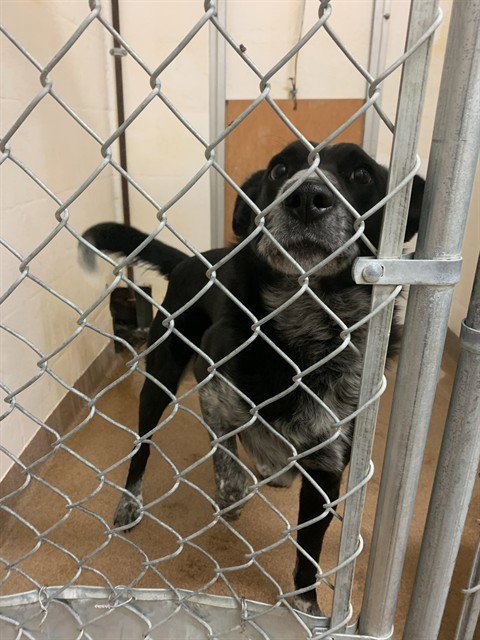 SNAPPY - Australian Cattle Dog/Blue Heeler / Border Collie for adoption in Casper