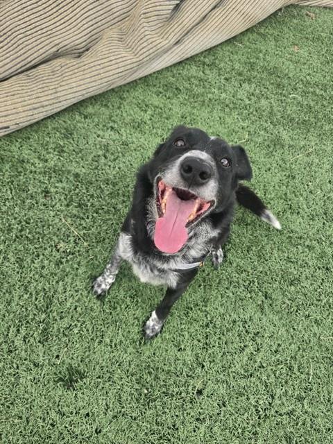 SNAPPY - Australian Cattle Dog/Blue Heeler / Border Collie for adoption in Casper