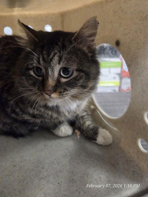 SANTOS - Domestic Short Hair available for adoption