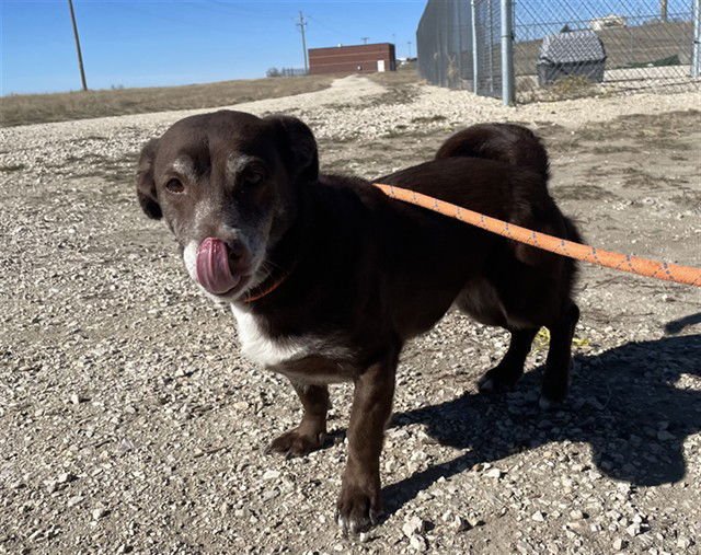 BONNIE - Dachshund / Boxer available for adoption