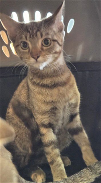 KATNISS - Domestic Short Hair available for adoption