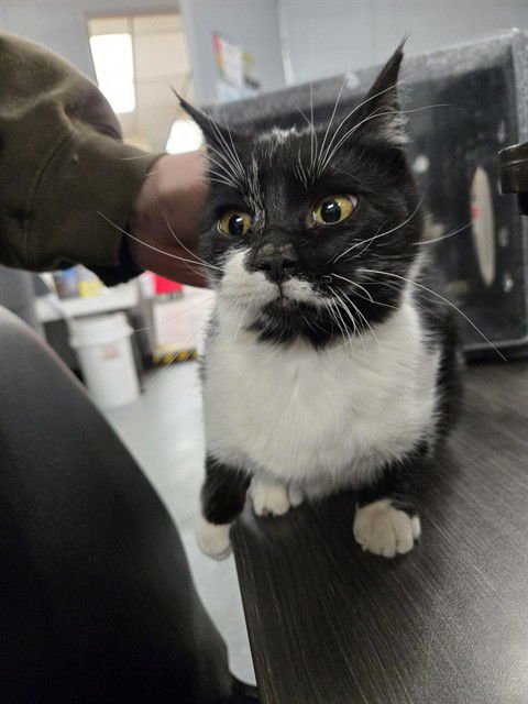 JESSIE - Domestic Short Hair available for adoption