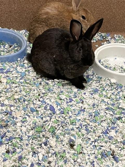A122488 - Shorthaired Rabbit available for adoption