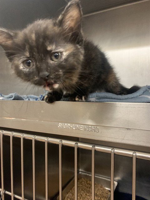 MOLLY - Domestic Short Hair available for adoption