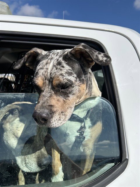 DOTTIE - Pit Bull Terrier available for adoption
