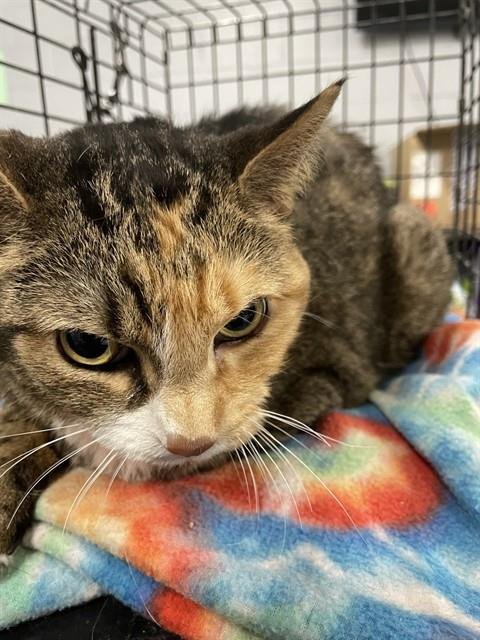 MOLLY - Domestic Short Hair available for adoption