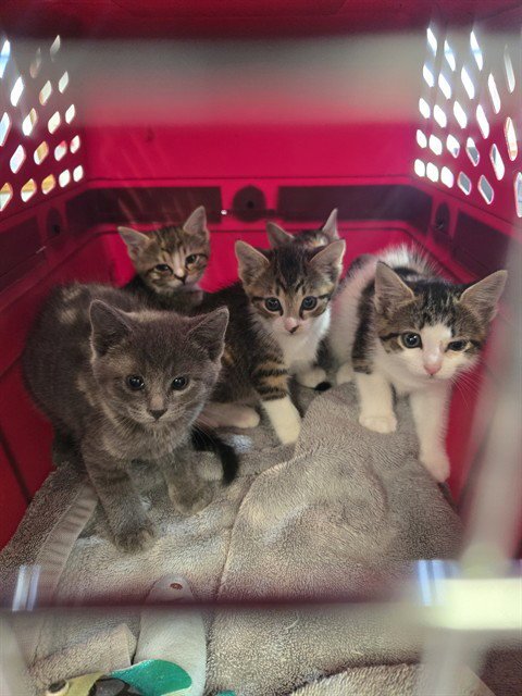 CRUMBLE - Domestic Short Hair for adoption in Casper
