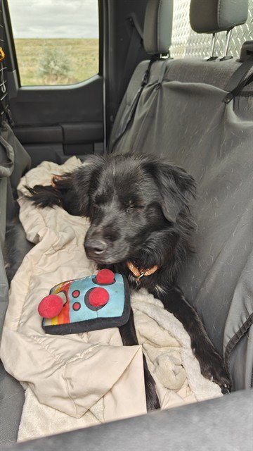 AKANE - Border Collie available for adoption