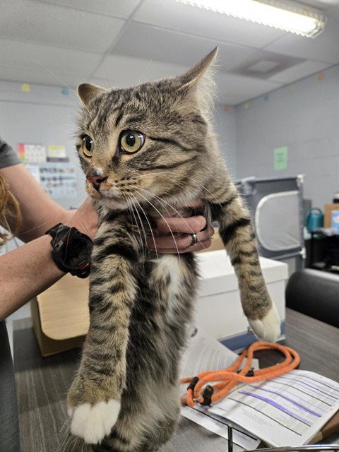 HORACE - Domestic Medium Hair available for adoption